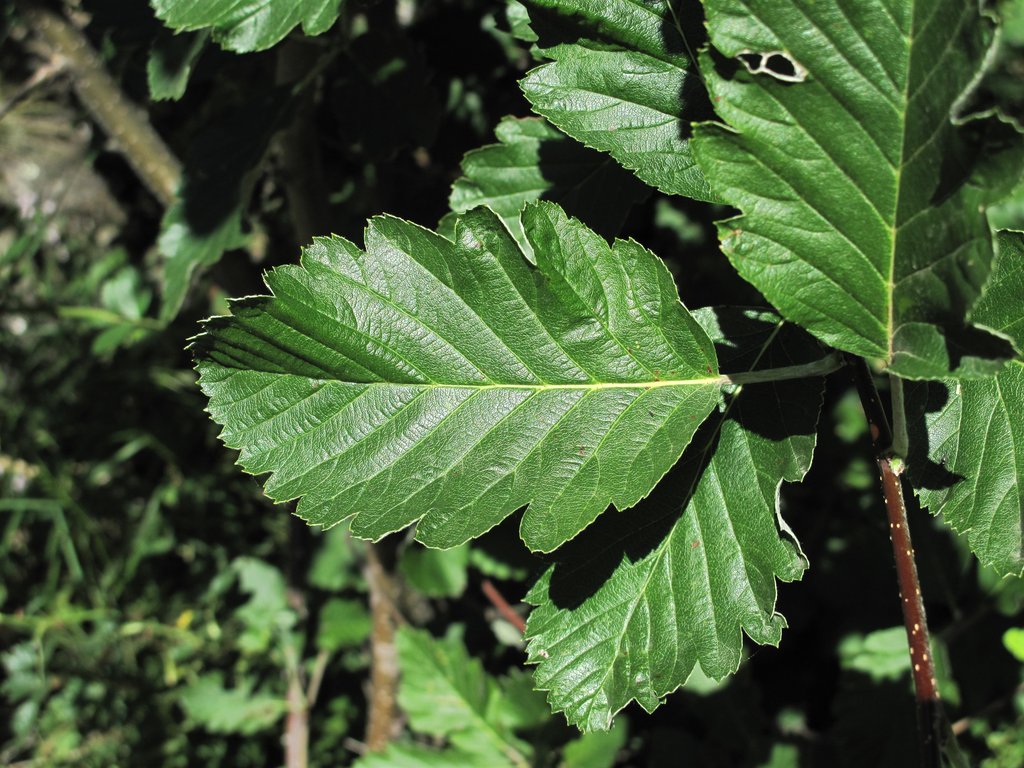 Sorbus mougeotii